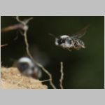 Andrena vaga - Weiden-Sandbiene 20 - Sandgrube Niedringhaussee.jpg